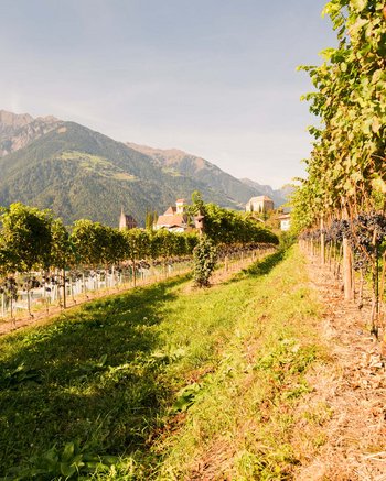 Wie wär’s mit Urlaub im Weingut in Südtirol? Wie wär’s mit Urlaub im Weingut in Südtirol?