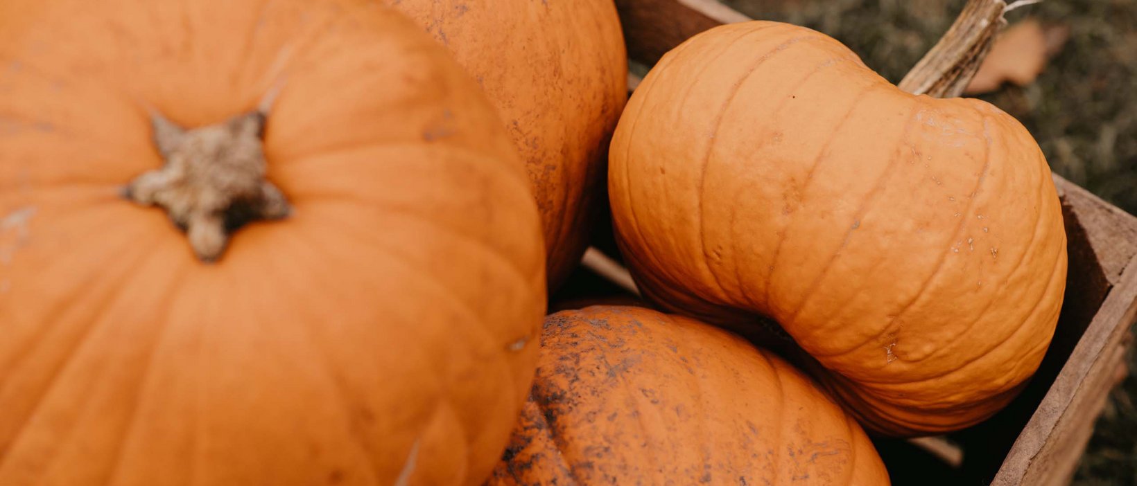 Leckere Kürbiskekse Leckere Kürbiskekse